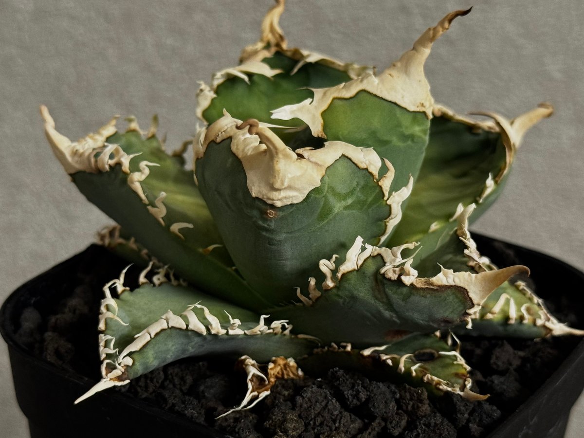 アガベ・チタノタ 白幽霊（小株）-007｜agave titanota white ghost