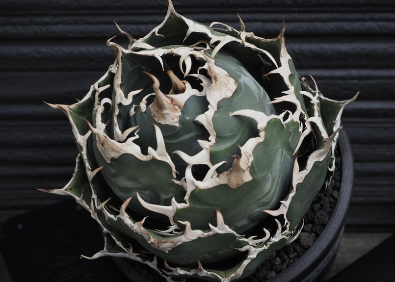 アガベ・チタノタ白鯨（ボールタイプ）大-048｜agave titanota white wh