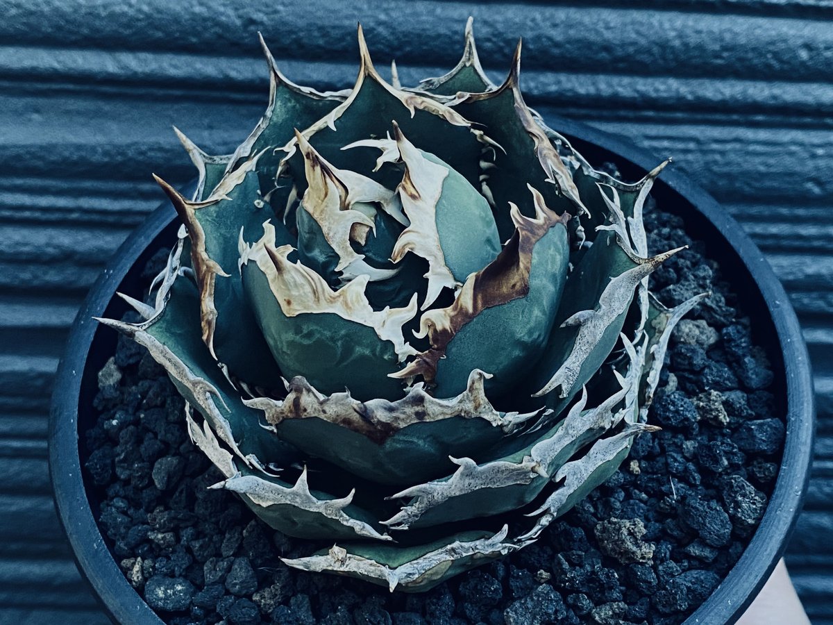 アガベ・チタノタ 烈焔（ボールタイプ）大-015｜agave titanota flame |