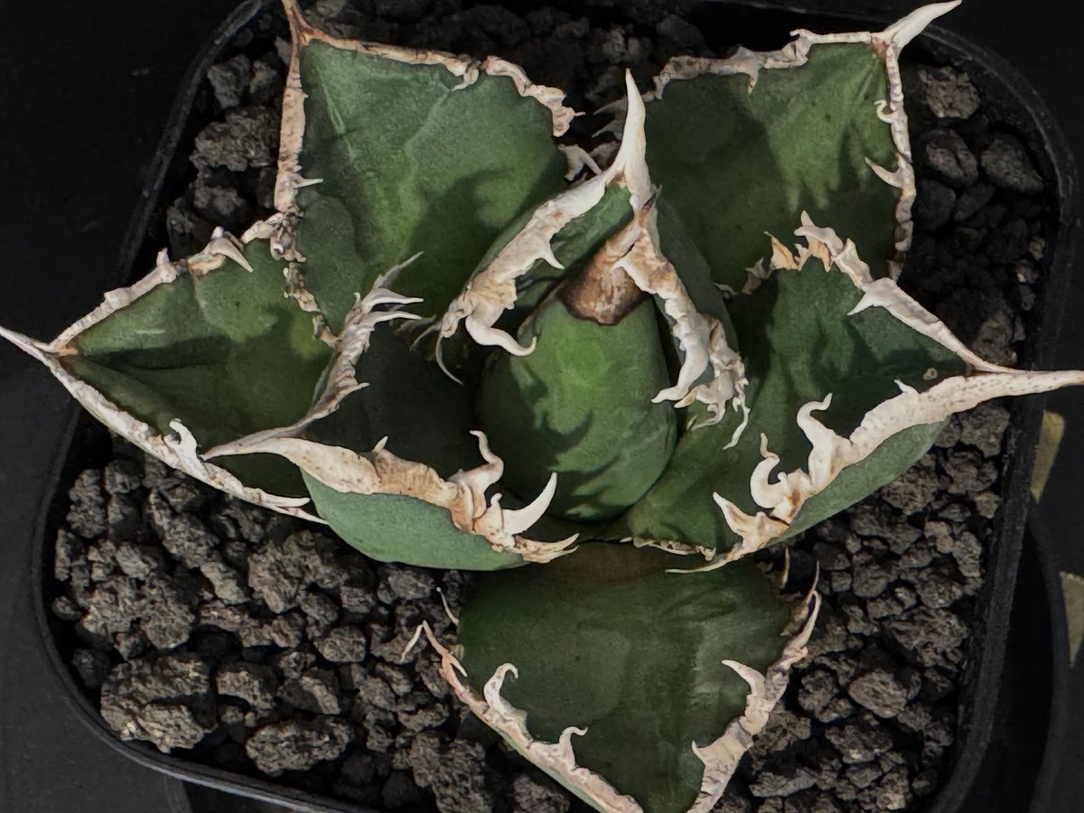 ◇厳選◇アガベ・チタノタ 狼人（小株）-036｜agave titanota were wol