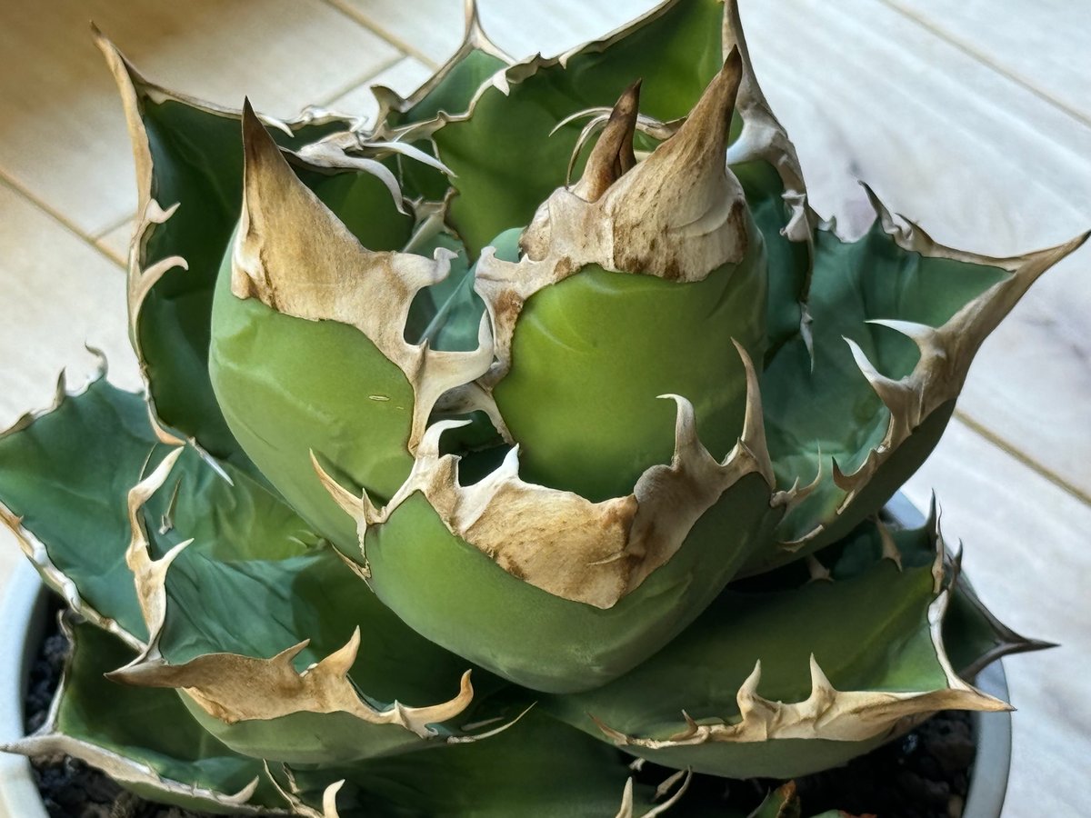 アガベ・チタノタ 白犀牛（芽）-004｜Titanota white rhino | Plus