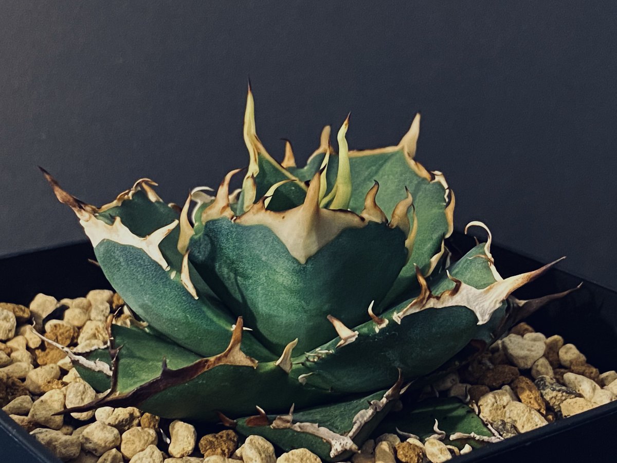 アガベ・チタノタ ハデス (黒帝斯)_小-012｜agave titanota hades |