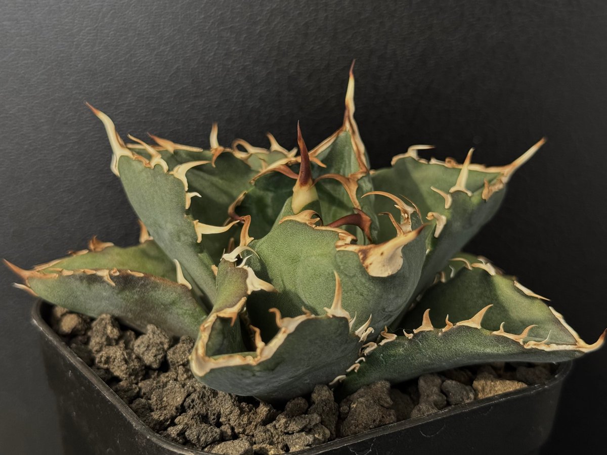 アガベ・チタノタ白鯨(小株)-080｜agave titanota white whale |