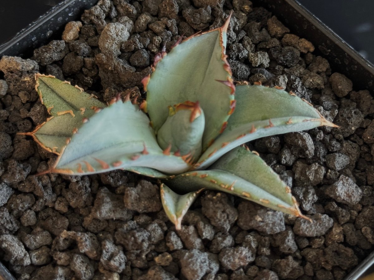 アガベ・チタノタブルー選抜/L18（芽）-004｜agave titanotablue_L18