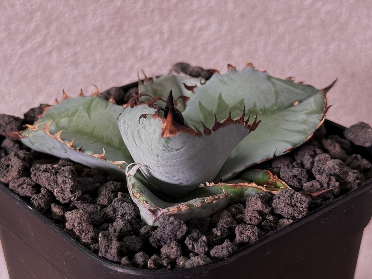 アガベ・チタノタ ビースト-003（芽）｜agave titanota beast | Plu