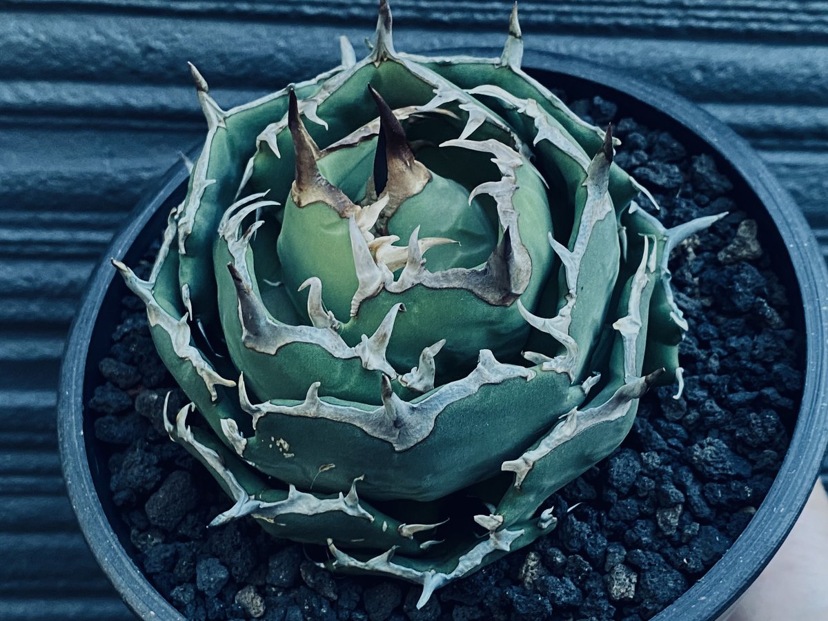 アガベ・チタノタ フクロウ/海豹（ボールタイプ:大）-003｜agave