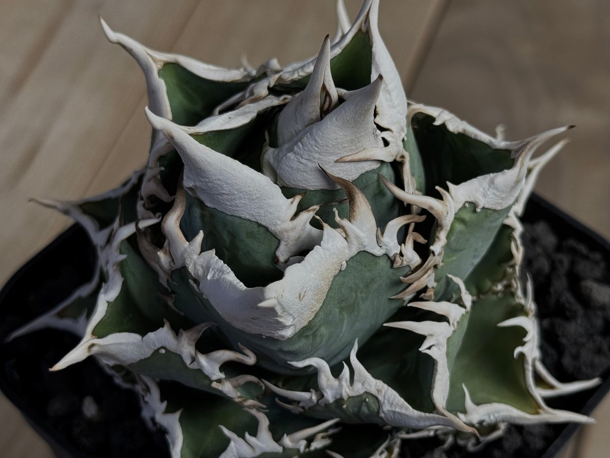 アガベ チタノタ 大白鯊 lize血統 ホホジロザメ アガベ チタノタ