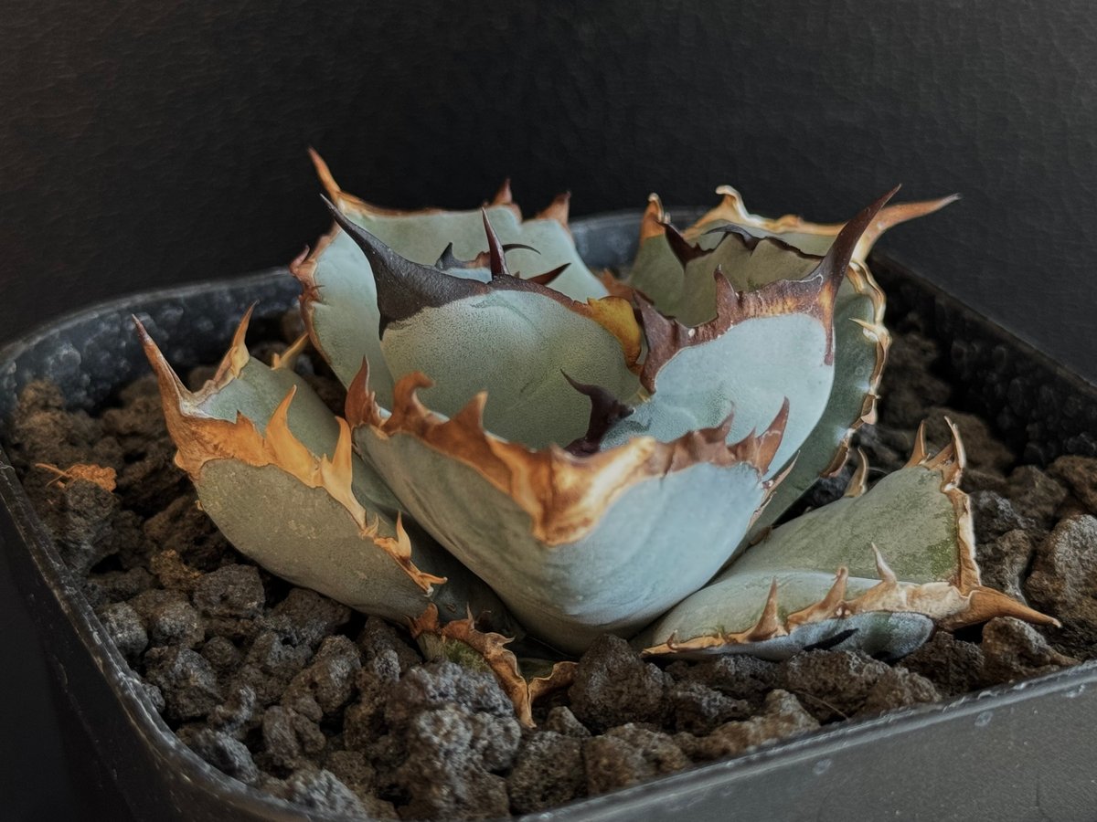 アガベ・チタノタブルー選抜/L18（芽）-004｜agave titanotablue_L18