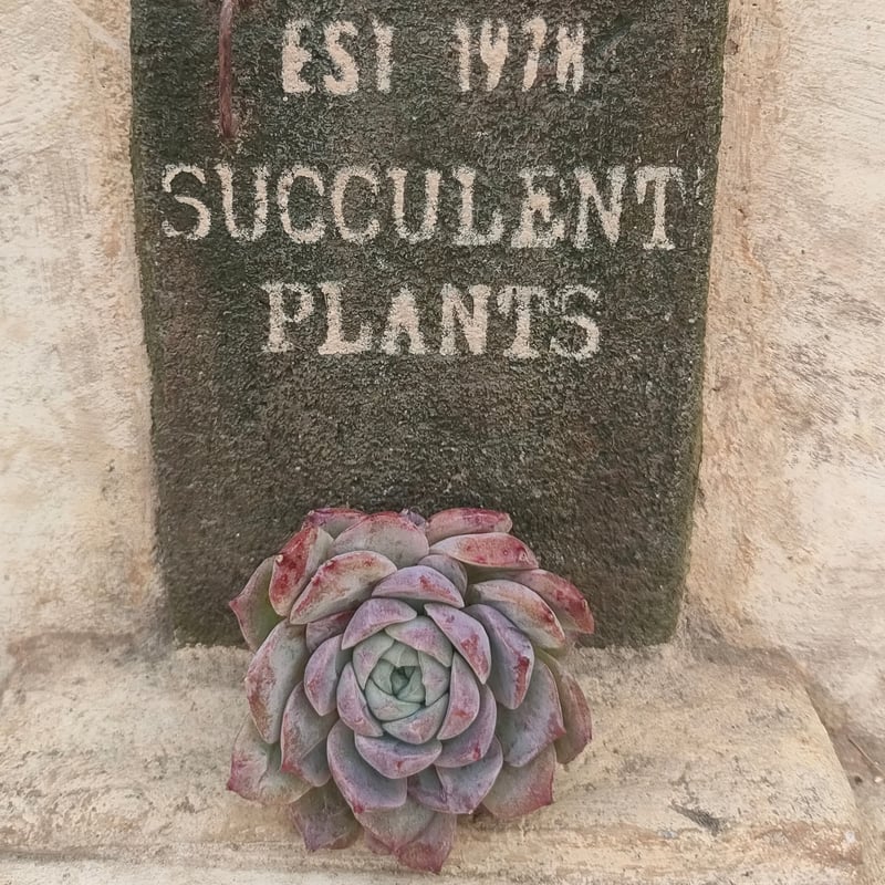 ロザリア エケベリア カット苗 | 多肉植物カット苗の通販 | エケベリア