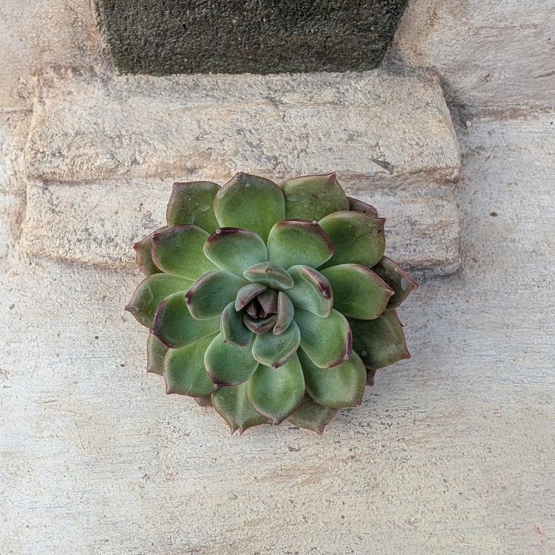 ブラックアイズ エケベリア カット苗 | 多肉植物カット苗の通販
