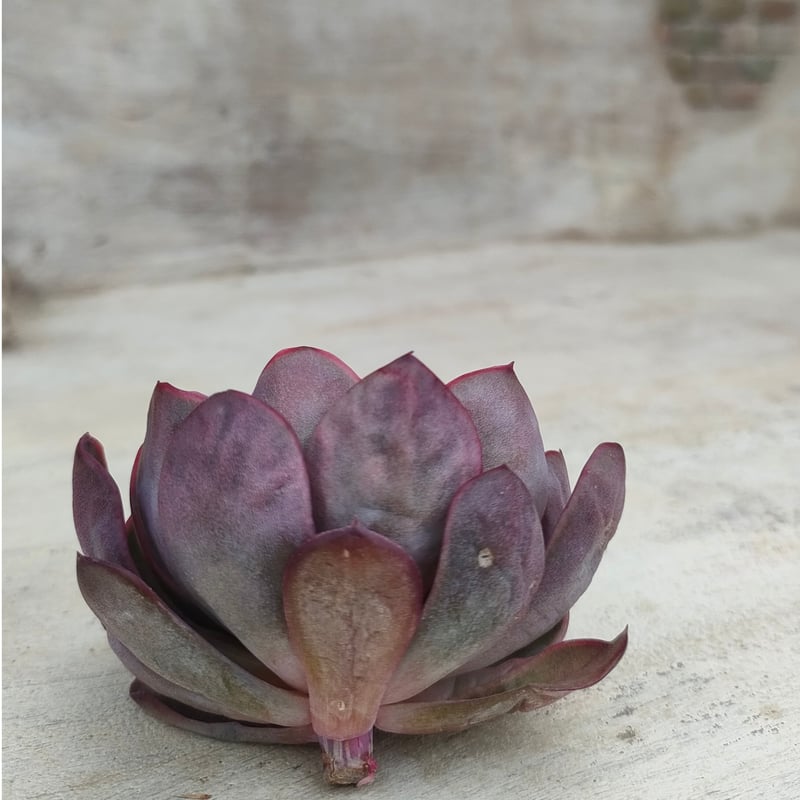 ダルピナ エケベリア カット苗 | 多肉植物カット苗の通販 | エケベリア