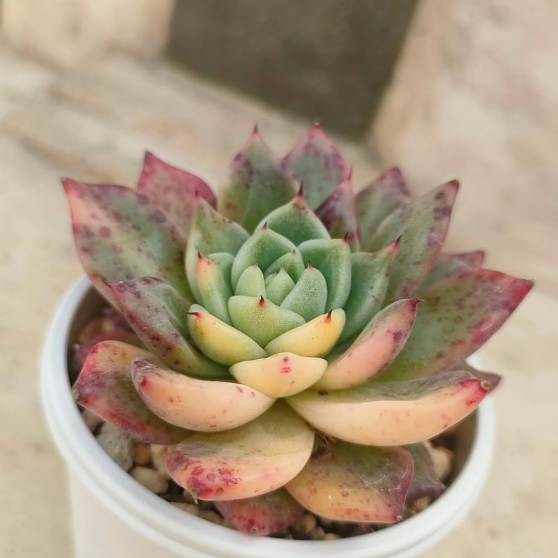 ラジョヤ錦 エケベリア 抜き苗 | 多肉植物カット苗の通販 | エケベリア