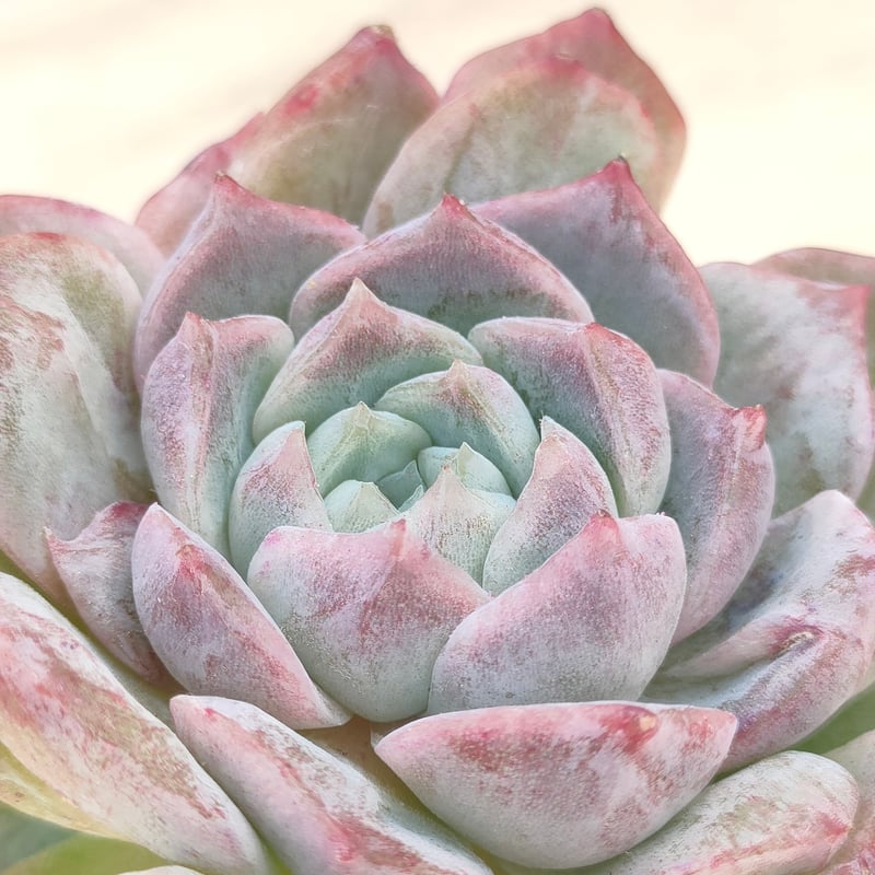 ロザリア エケベリア カット苗 | 多肉植物カット苗の通販 | エケベリア