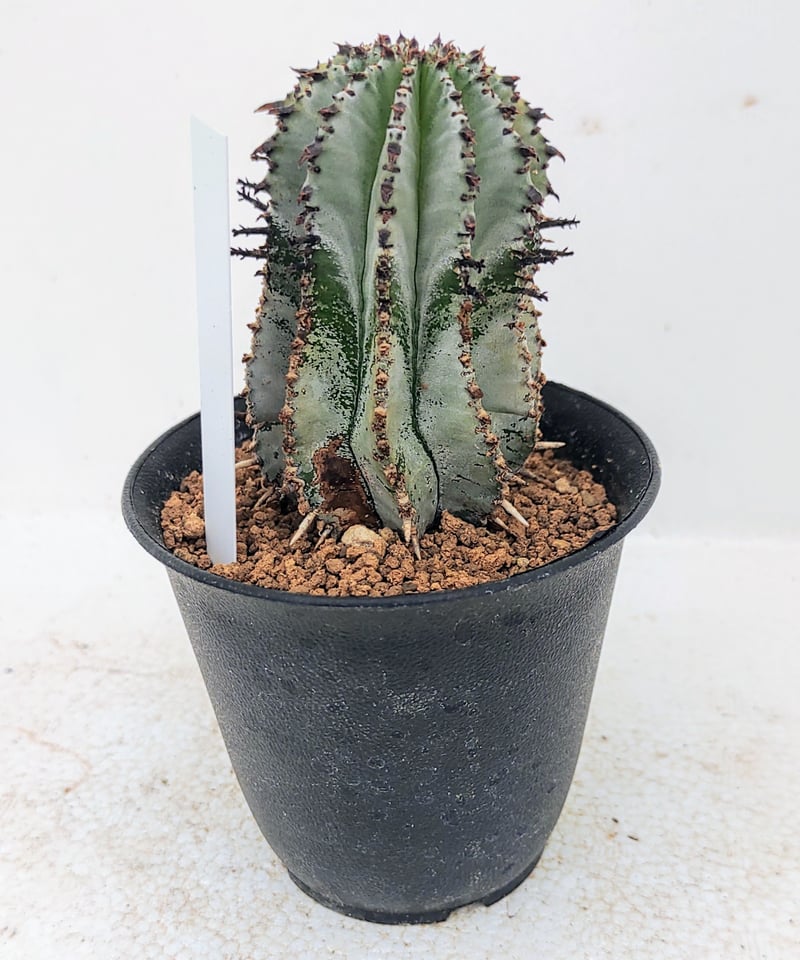 白衣ポリゴナ ユーフォルビア | toA Succulent