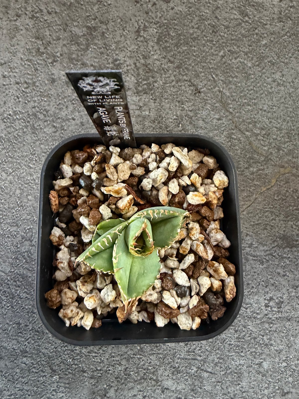 Berlin血統）毒蛇 発根済 | plants by frame