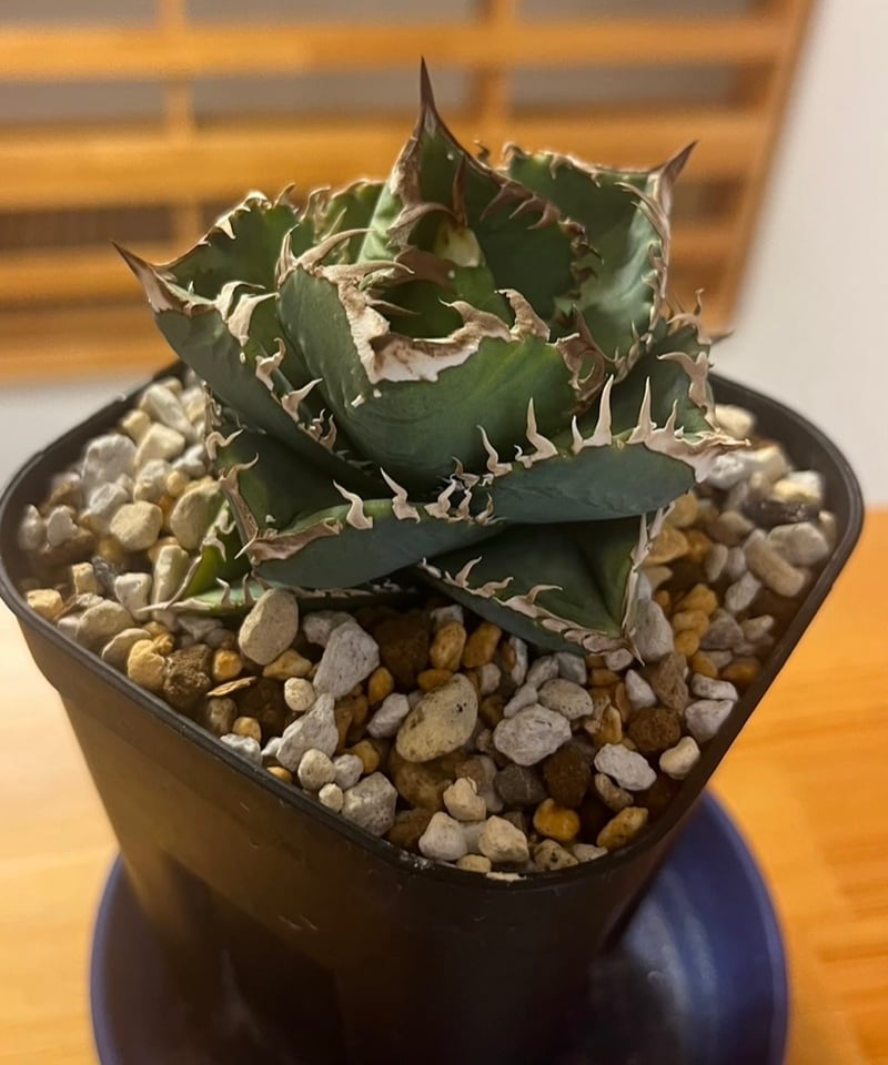 毒蛇 ベアルート子株 | plants by frame