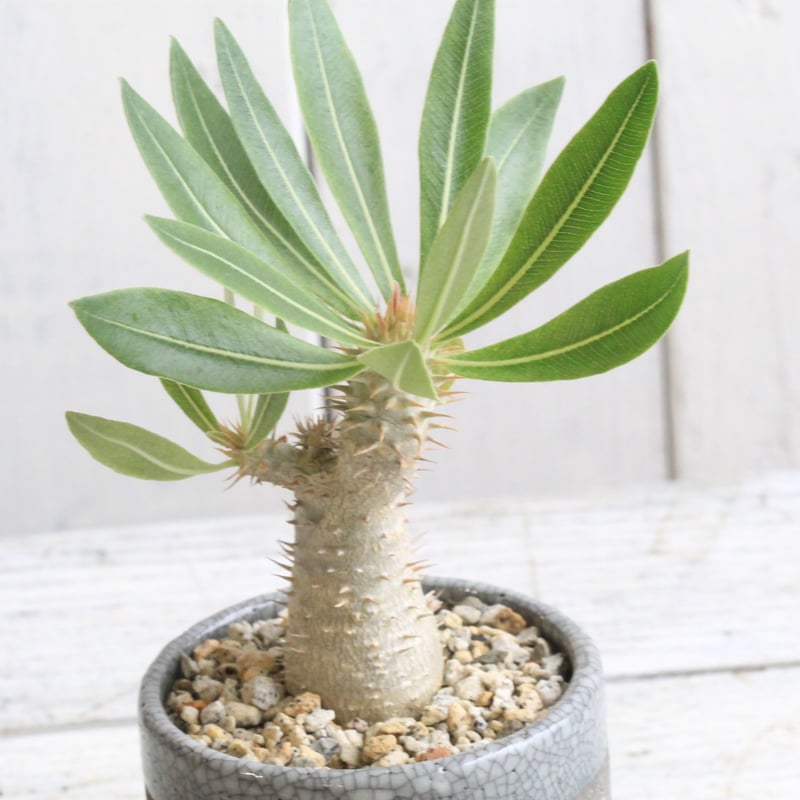 パキポディウム イノピナツム実生② Hanayoshi-botanicalオリジナル