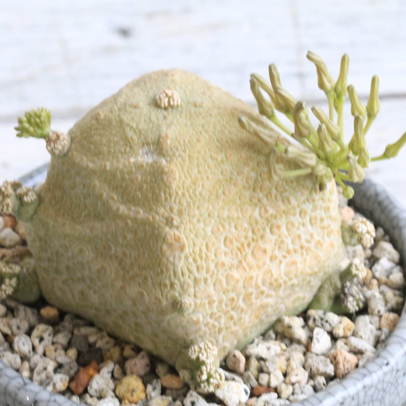 プセウドリトス クビフォルミス Hanayoshi-botanicalオリジナルポット