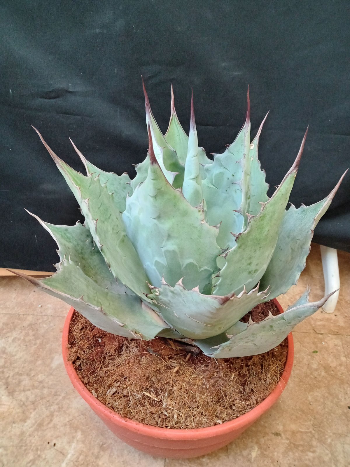 Agave Agave blue brian | satakeseikaten
