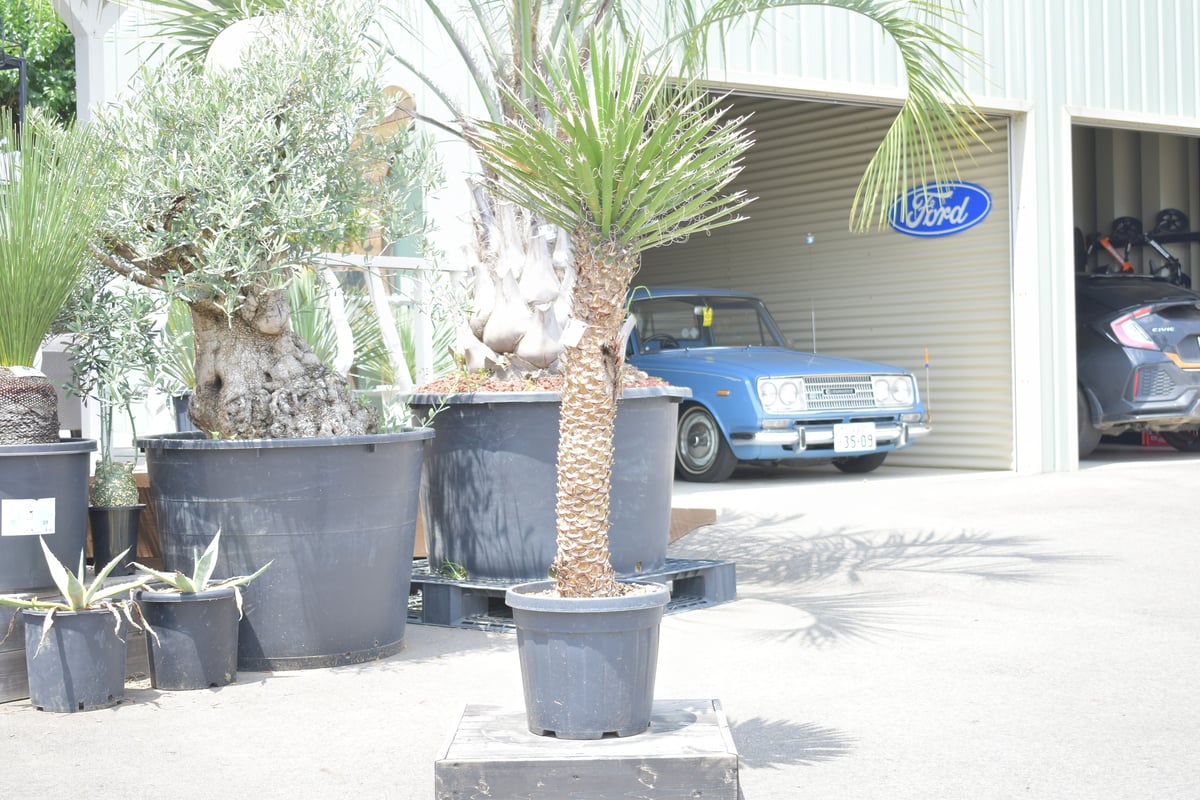 fit=scale-down,w=1200