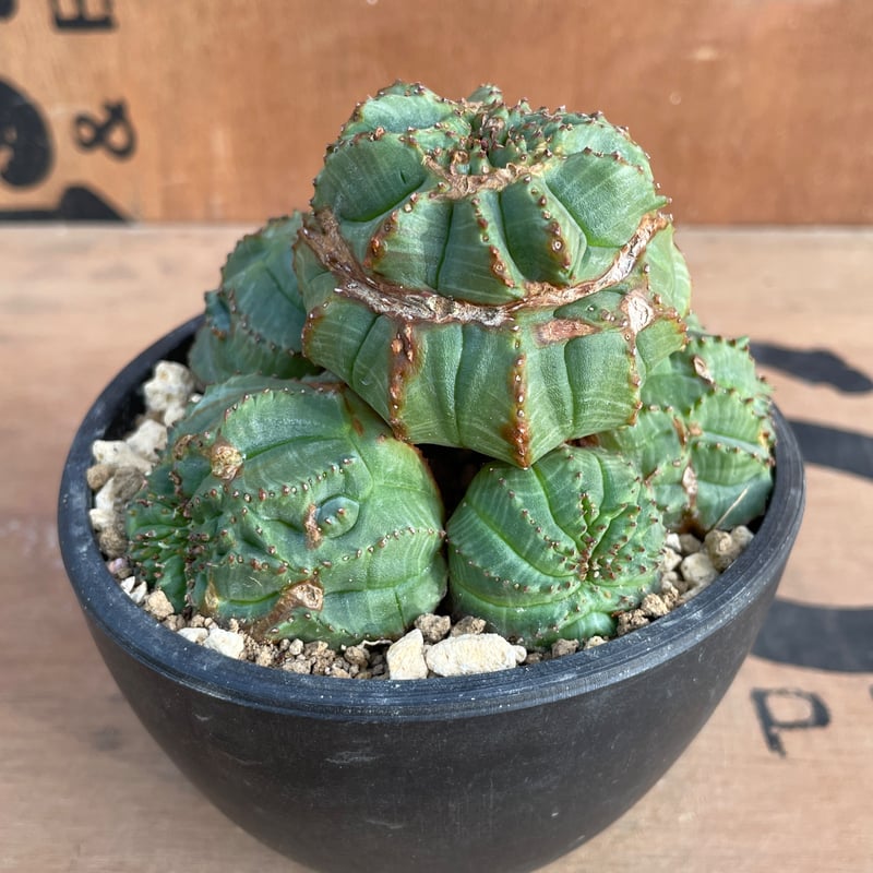 No.070 ユーフォルビア オベサ / Euphorbia Obesa モンスト 綴化 子吹