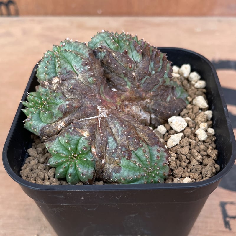 No.061 ユーフォルビア オベサ / Euphorbia Obesa モンスト 綴化 5.