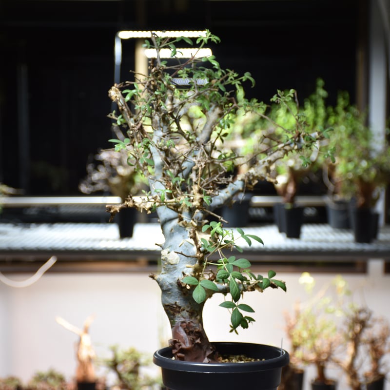 Commiphora holtziana コミフォラ ホルトジアナ 発根済現地株 #4 | B