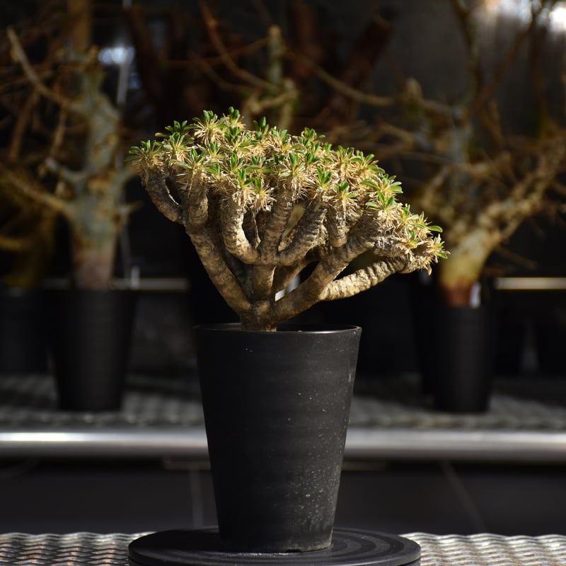 Euphorbia guillauminiana ユーフォルビア ギラウミニアナ 発根済現地株