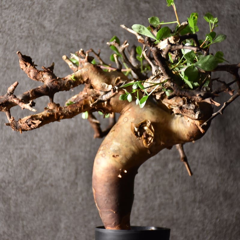 Commiphora kataf pure コミフォラ ピュアカタフ 発根済現地株 3 ソマリ