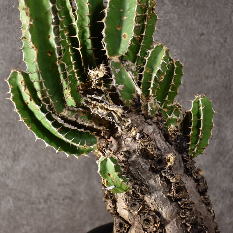 Euphorbia mlanjeana ユーフォルビア ムランジーナ 発根済現地株 #8 |