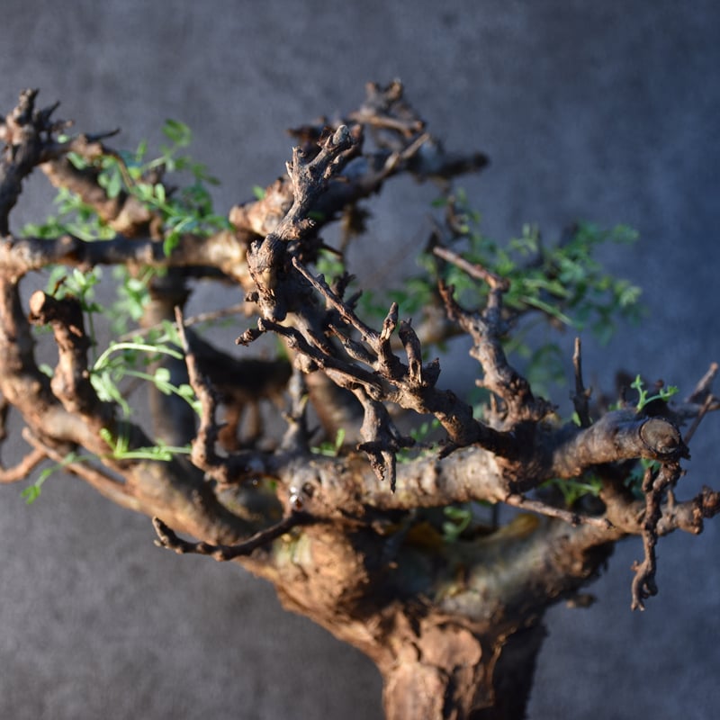 Commiphora pinnate leaves コミフォラ ピンネイトリーブス 発根済現地