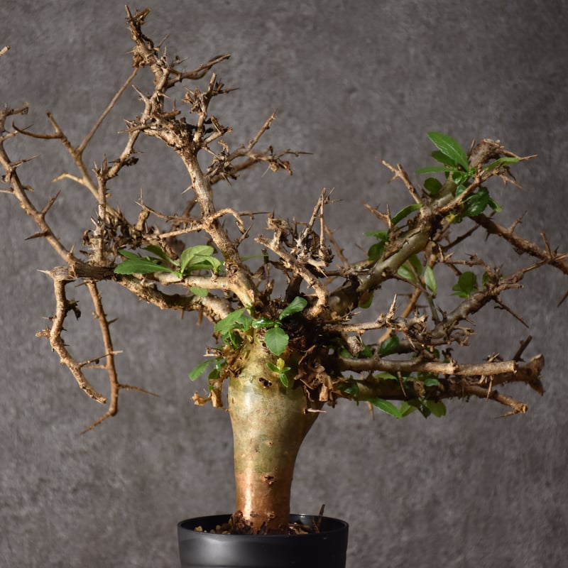Commiphora habessinica コミフォラ ハベシニカ 発根済現地株 #2 |
