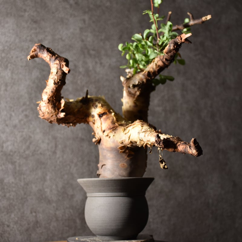 Commiphora kataf pure コミフォラ ピュアカタフ 発根済現地株 1 ソマリ