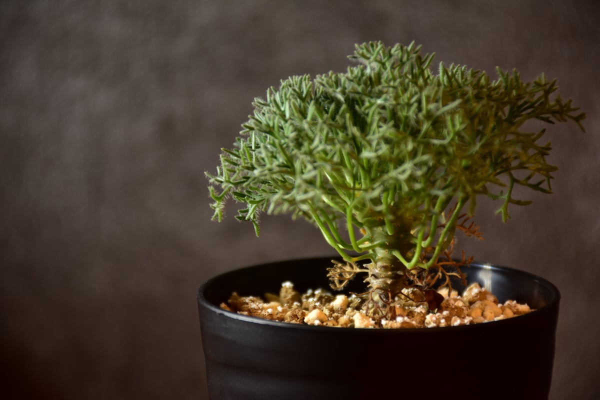 Monsonia multifida モンソニア ムルチフィダ 実生株 #1 | BONDEX