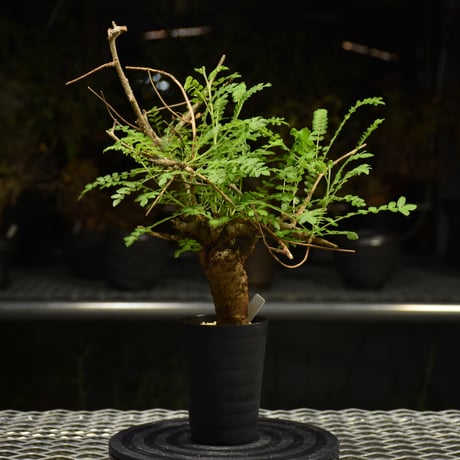 ボスウェリアネグレクタ | STORES