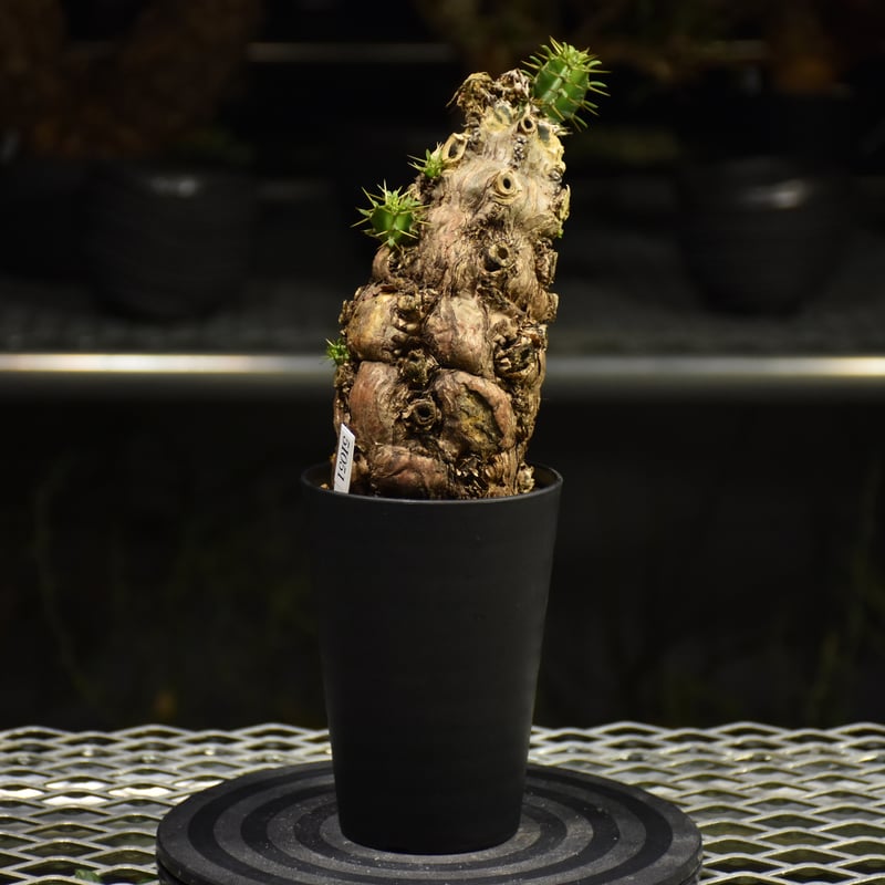 ユーフォルビアムランジーナ 現地株 - ユーフォルビア ムランジーナ