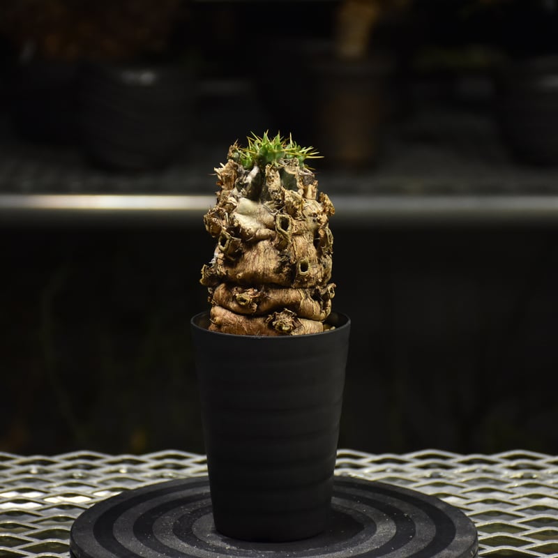 Euphorbia mlanjeana ユーフォルビア ムランジーナ 発根済現地株 I31 |