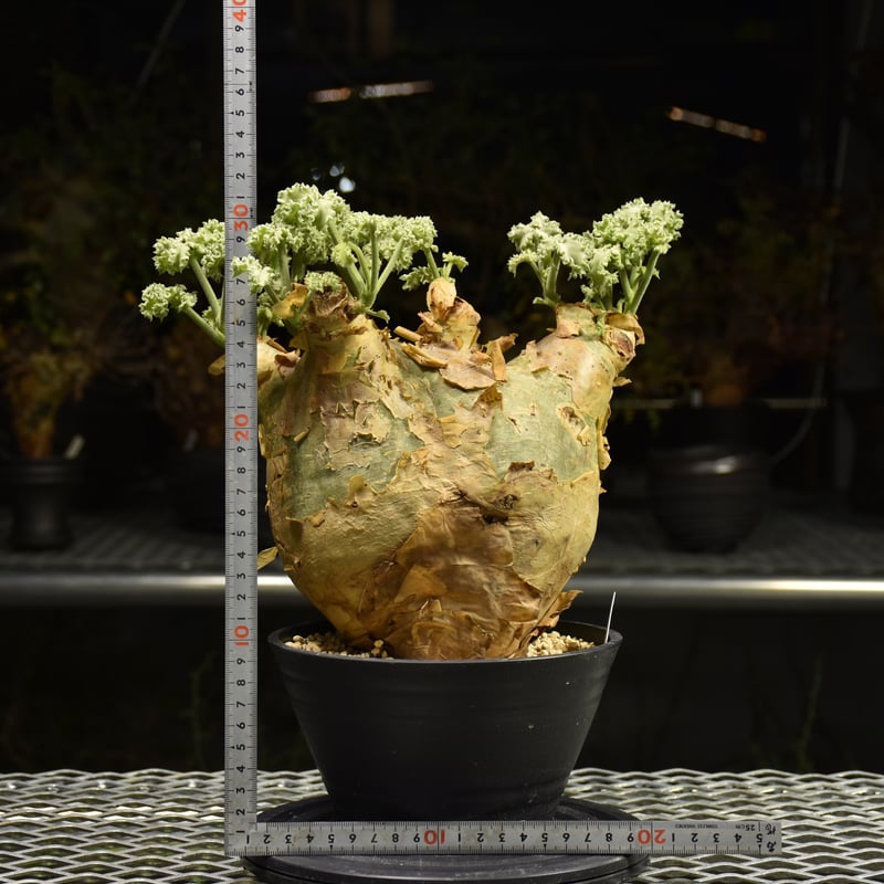 Cyphostemma uter var. macropus キフォステンマ ウター マクロプ