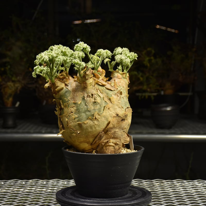 Cyphostemma uter var. macropus キフォステンマ ウター マクロプ