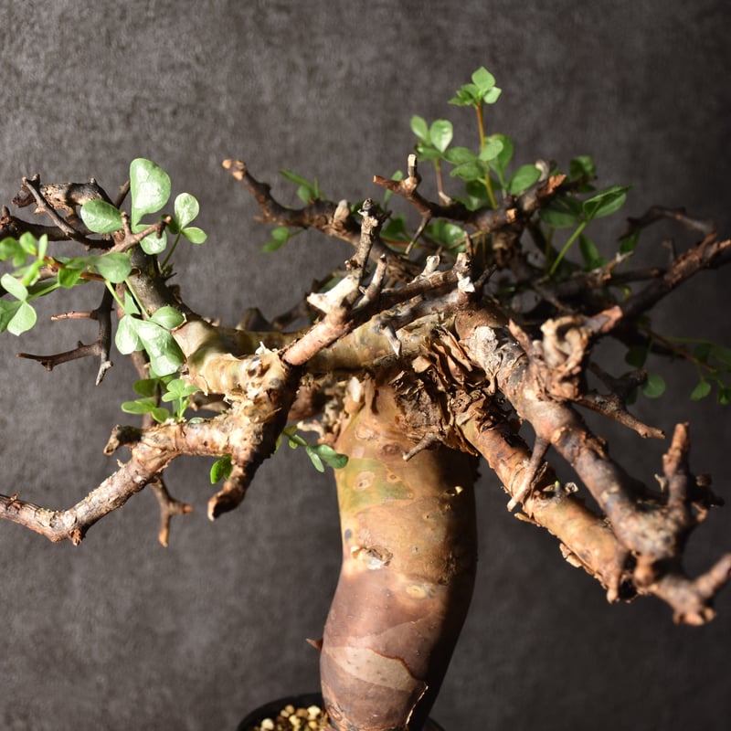 Commiphora kataf pure コミフォラ ピュアカタフ 発根済現地株 3 ソマリ