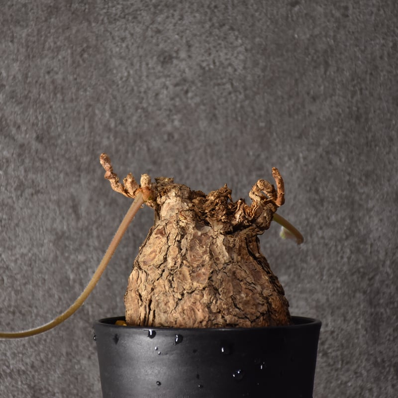 Pelargonium triste ペラルゴニウム トリステ 発根済現地株 #5 | BONDEX