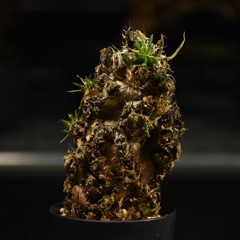 Euphorbia mlanjeana ユーフォルビア ムランジーナ 発根済現地株 I35 |