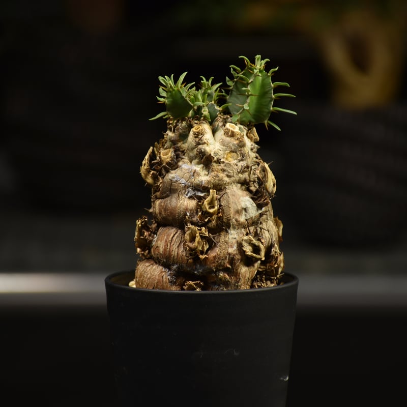 Euphorbia mlanjeana ユーフォルビア ムランジーナ 発根済現地株 E62 |