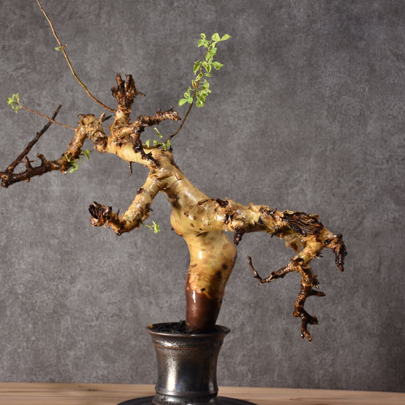 Commiphora kataf pure コミフォラ ピュアカタフ 発根済現地株 2 ソマリ