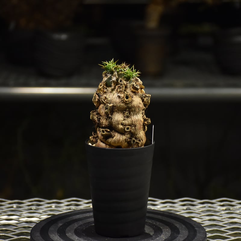 Euphorbia mlanjeana ユーフォルビア ムランジーナ 発根済現地株 I31 |