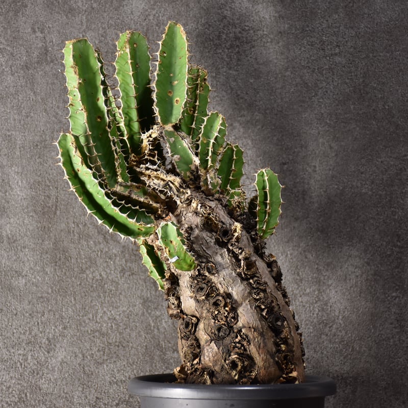 Euphorbia mlanjeana ユーフォルビア ムランジーナ 発根済現地株 #8 |