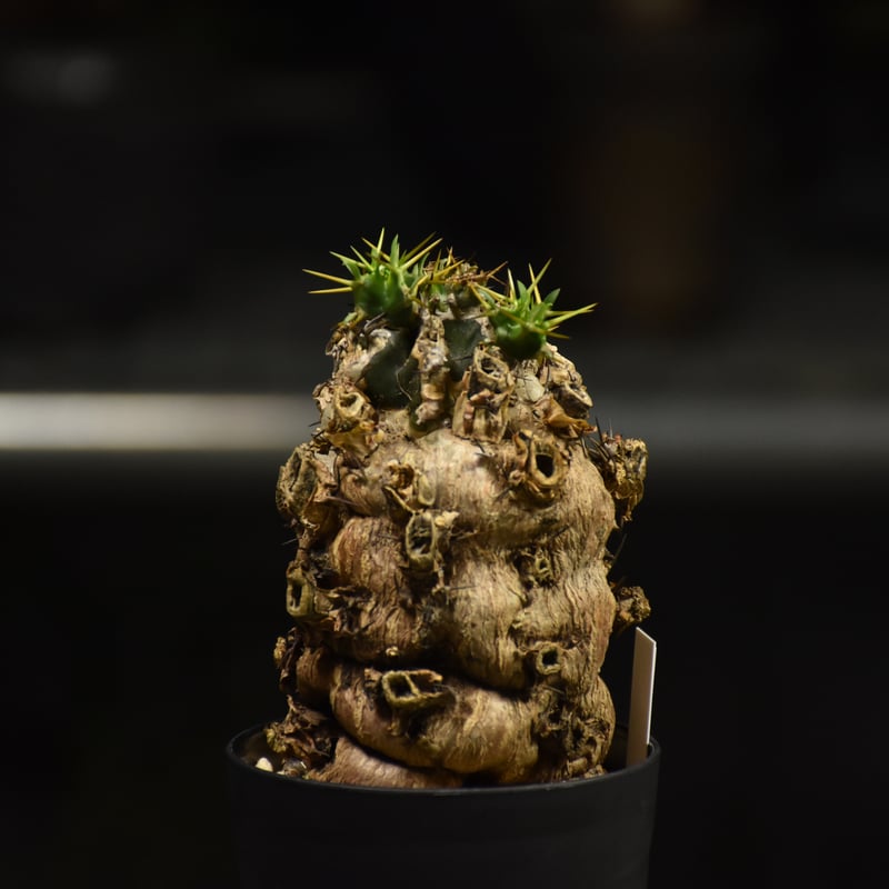 Euphorbia mlanjeana ユーフォルビア ムランジーナ 発根済現地株 I31 |