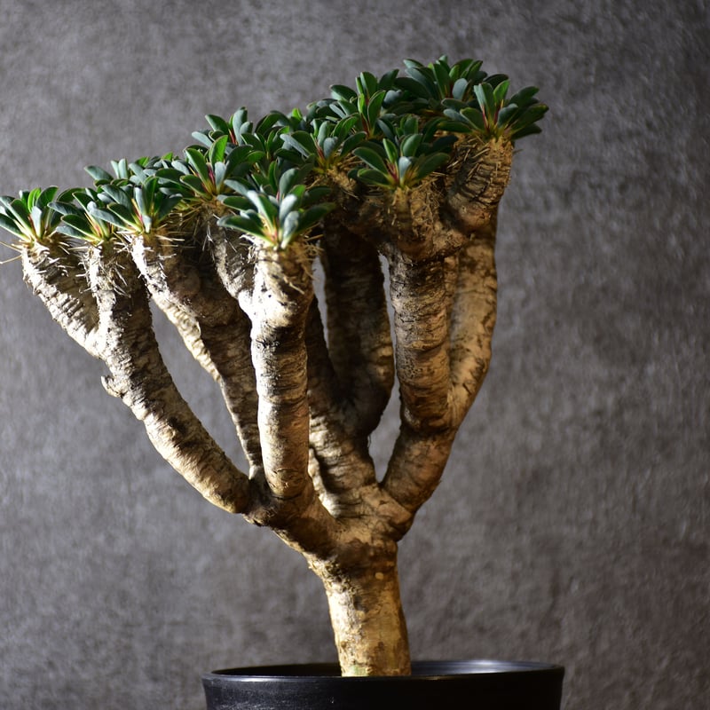 Euphorbia guillauminiana ユーフォルビア ギラウミニアナ 発根済現地株