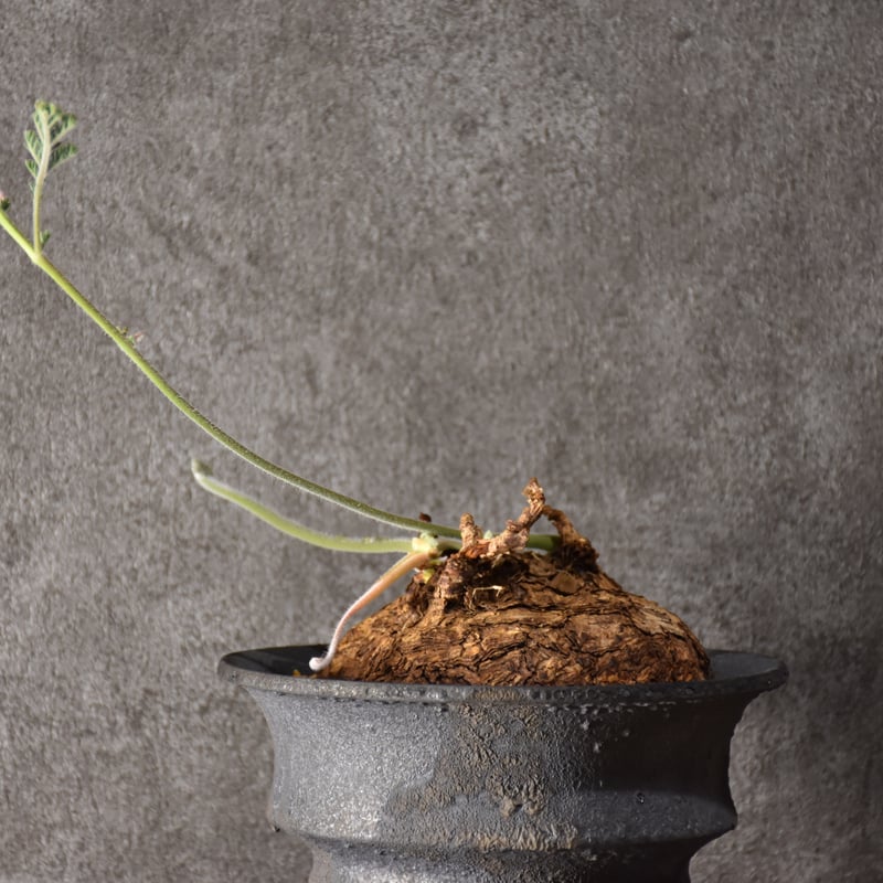 Pelargonium triste ペラルゴニウム トリステ 発根済現地株 #2 | BONDEX