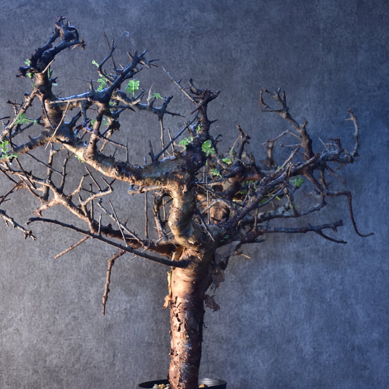 Commiphora pinnate leaves コミフォラ ピンネイトリーブス 発根済現地